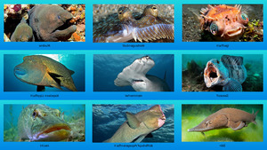 klicke hier, um die Datei herunterzuladen Fische