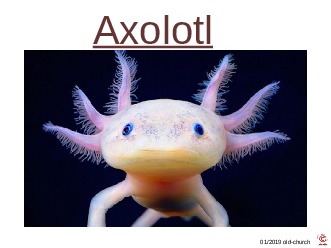 ungewhnliche Tiere - Axolotl