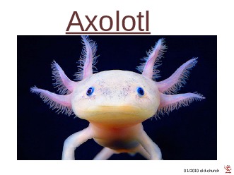 klicke hier, um die Datei herunterzuladen ungewöhnliche Tiere - Axolotl