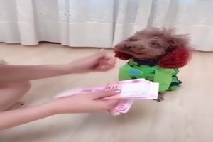 der Hund hilft beim Geld zaehlen