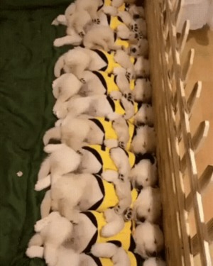 Wie knuffig