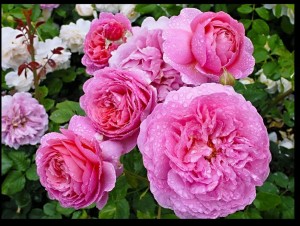 Belles Roses M 1. - Schne Rosen M 1