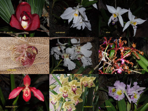 Orchideenbilder