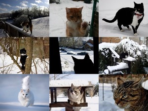 Winter Cats 1 - Winterkatzen 1