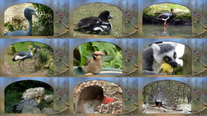 klicke hier, um die Datei herunterzuladen Good feeling in Animals - Gutes Gefühl bei Tieren