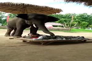 Elefanten-Massage