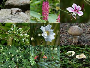 Botanische Tuin September - Botanischer Garten September
