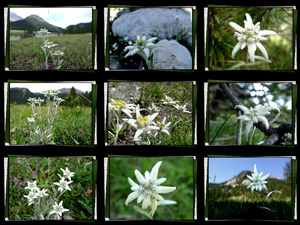 klicke hier, um die Datei herunterzuladen Es blüht ein Edelweiss