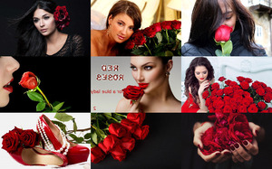 Red Roses 2 - Rote Rosen 2
