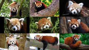 klicke hier, um die Datei herunterzuladen Kleine Pandabären