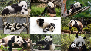 klicke hier, um die Datei herunterzuladen Große Pandabären