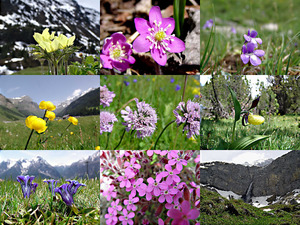 Alpen Flora - Zwitserland - Alpenflora - Schweiz