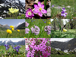 klicke hier, um die Datei herunterzuladen Alpen Flora - Zwitserland - Alpenflora - Schweiz