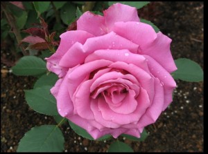 Belles Roses 2 - Schne Rosen 2