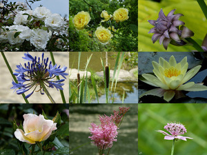 Garden of Roses - Garten der Rosen