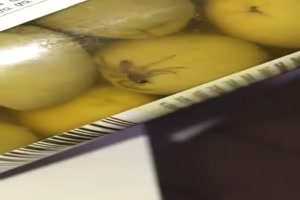 Mit Proteinen.. ohne Ton