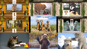 klicke hier, um die Datei herunterzuladen Nette Tierbilder 2