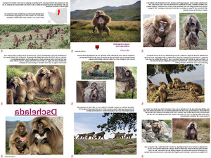 klicke hier, um die Datei herunterzuladen ungewöhnliche Tiere - Dschelada