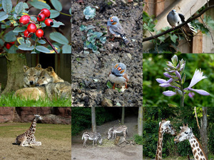 klicke hier, um die Datei herunterzuladen A day in September - GaiaZoo - Ein Tag im September GaiaZoo