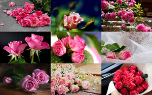klicke hier, um die Datei herunterzuladen La Vie en Rose - Das Leben in Pink