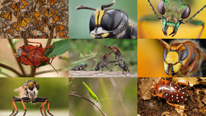 klicke hier, um die Datei herunterzuladen Insekten 9