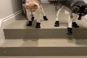 Diese dämlichen Schuhe