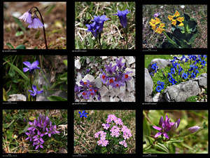 Bergblumen bei Toni