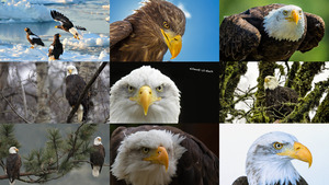 klicke hier, um die Datei herunterzuladen Adler