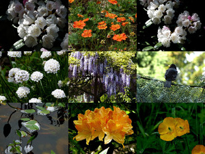 klicke hier, um die Datei herunterzuladen Botanische tuin-Kerkrade - Botanischer Garten-Kerkrade
