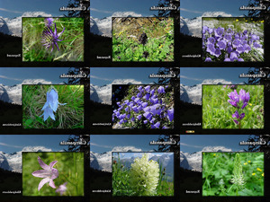 klicke hier, um die Datei herunterzuladen Campanula Klokjesbloem - Glockenblume