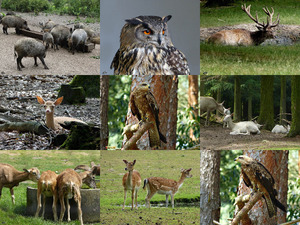 klicke hier, um die Datei herunterzuladen Wildgehege Gangelt