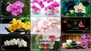 Orchidee 2