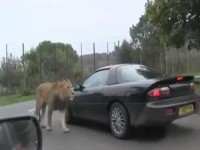 Mal das Auto kosten