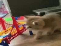 Katzen-Beschäftigung