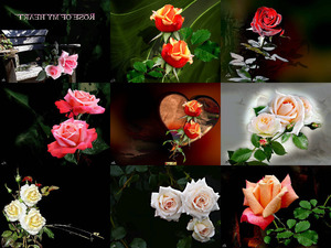 Rose of my heart - Rose meines Herzens