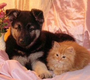 klicke hier, um die Datei herunterzuladen Hunde und Katzen