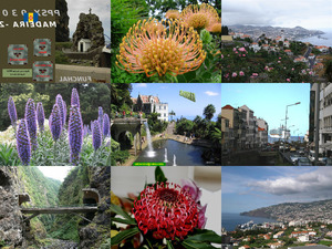Madeira-2 Funchal 2-vlindermuis