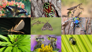 klicke hier, um die Datei herunterzuladen Insekten 10