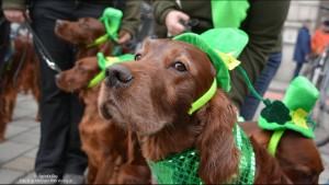 ST.PATRICKS DAY IN VIENNA