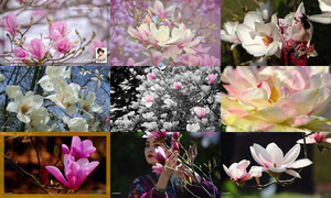 klicke hier, um die Datei herunterzuladen Magnolia's - Magnolias