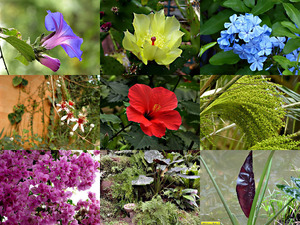 Mondo Verde Blumen-1 - Grne Welt Blumen- 1