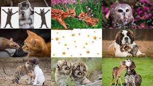 klicke hier, um die Datei herunterzuladen Nette Tierbilder 3