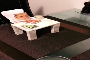 Hamster-Tisch