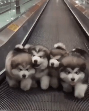 Auf dem Rollband