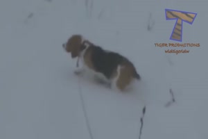 Lustige Hunde im Winter