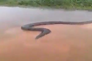 15 Meter Anaconda