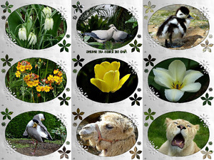 klicke hier, um die Datei herunterzuladen And the Birds are singing - Und die Vögel singen