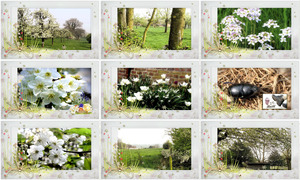 klicke hier, um die Datei herunterzuladen a Blossom walk in Holland - ein Blütenspaziergang in Holland
