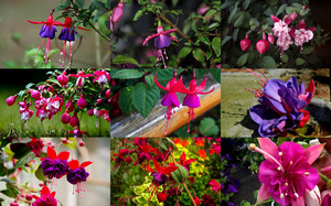 Fuchsias - Fuchsien