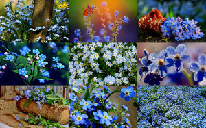 Forget-Me-Not---Vergissmeinnicht.ppsx auf www.funpot.net